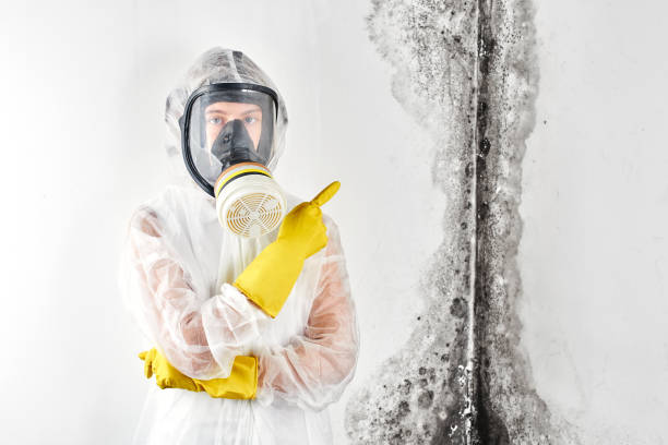 Best Commercial Mold Inspection  in Chico, CA